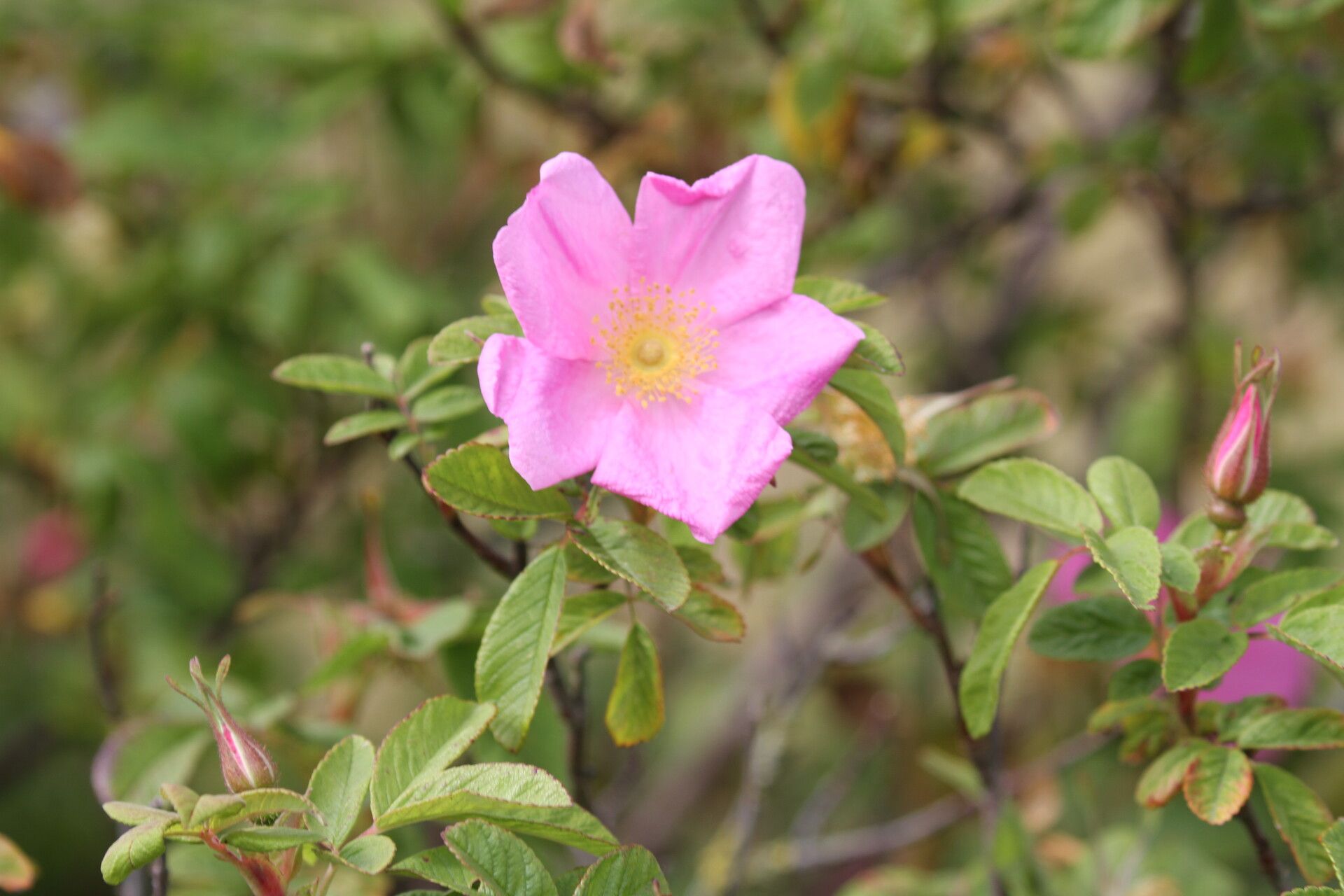 Rosa mollis flower