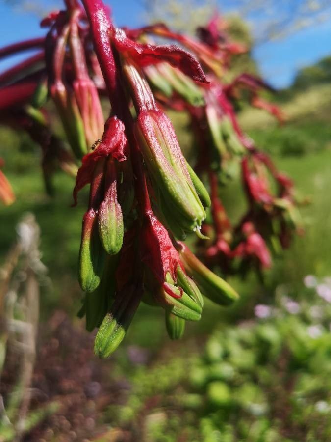 Beschorneria yuccoides fruit
