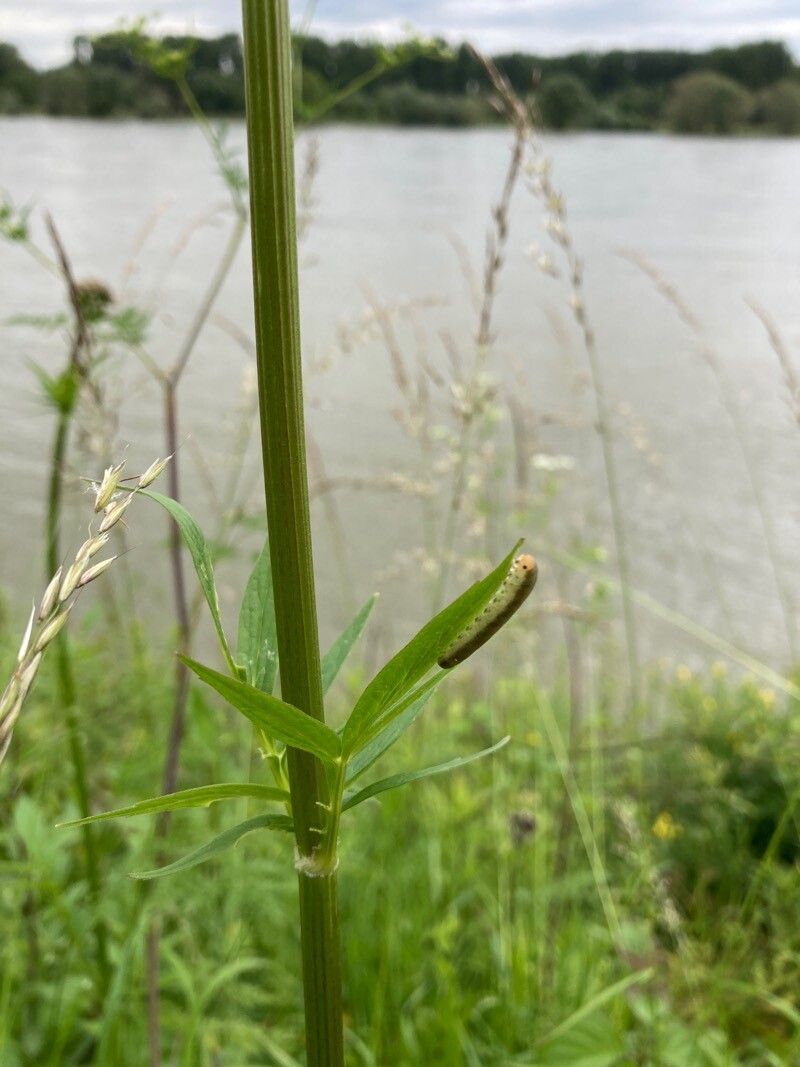 Valeriana excelsa — sleep aid houseplant