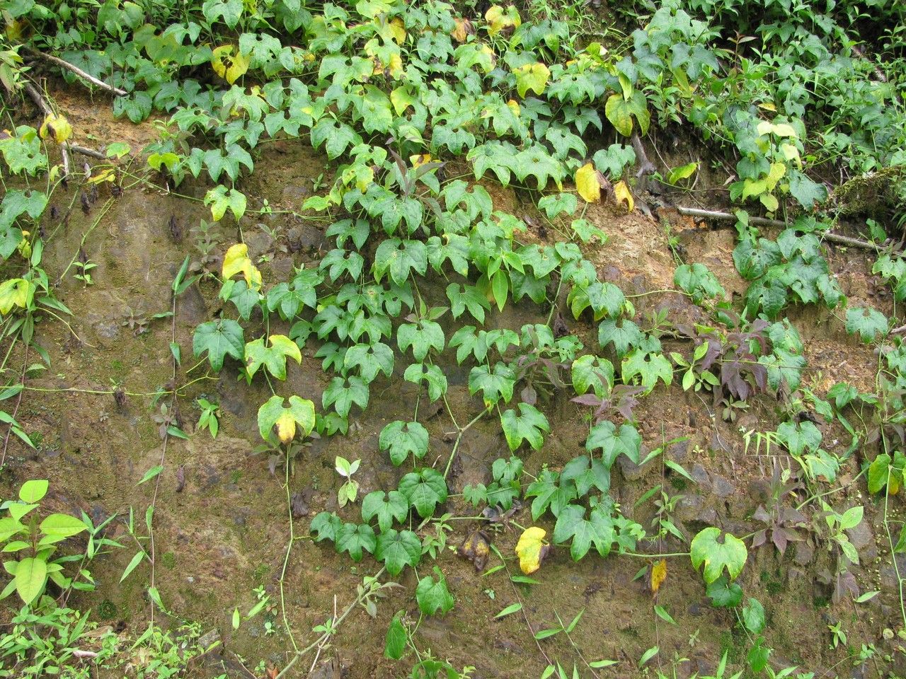 Sechium pittieri habit