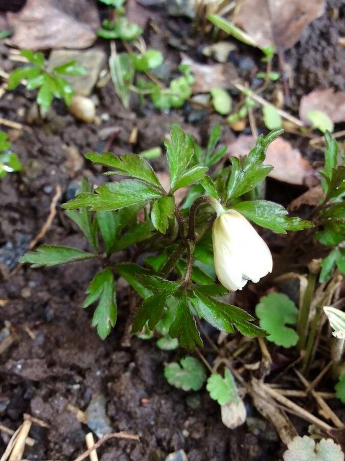 Anemone nemorosa flower