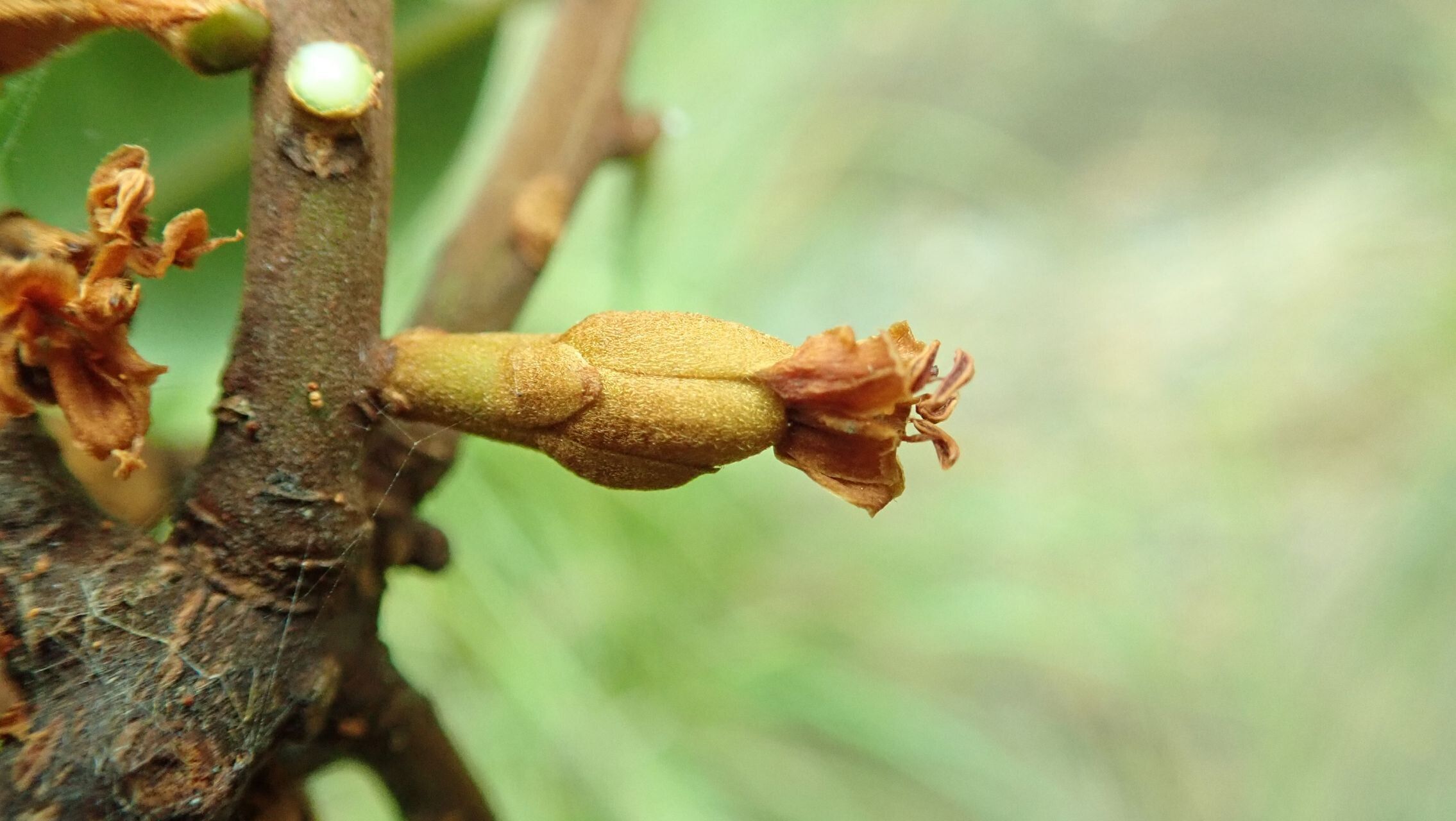 Pichonia balansae fruit