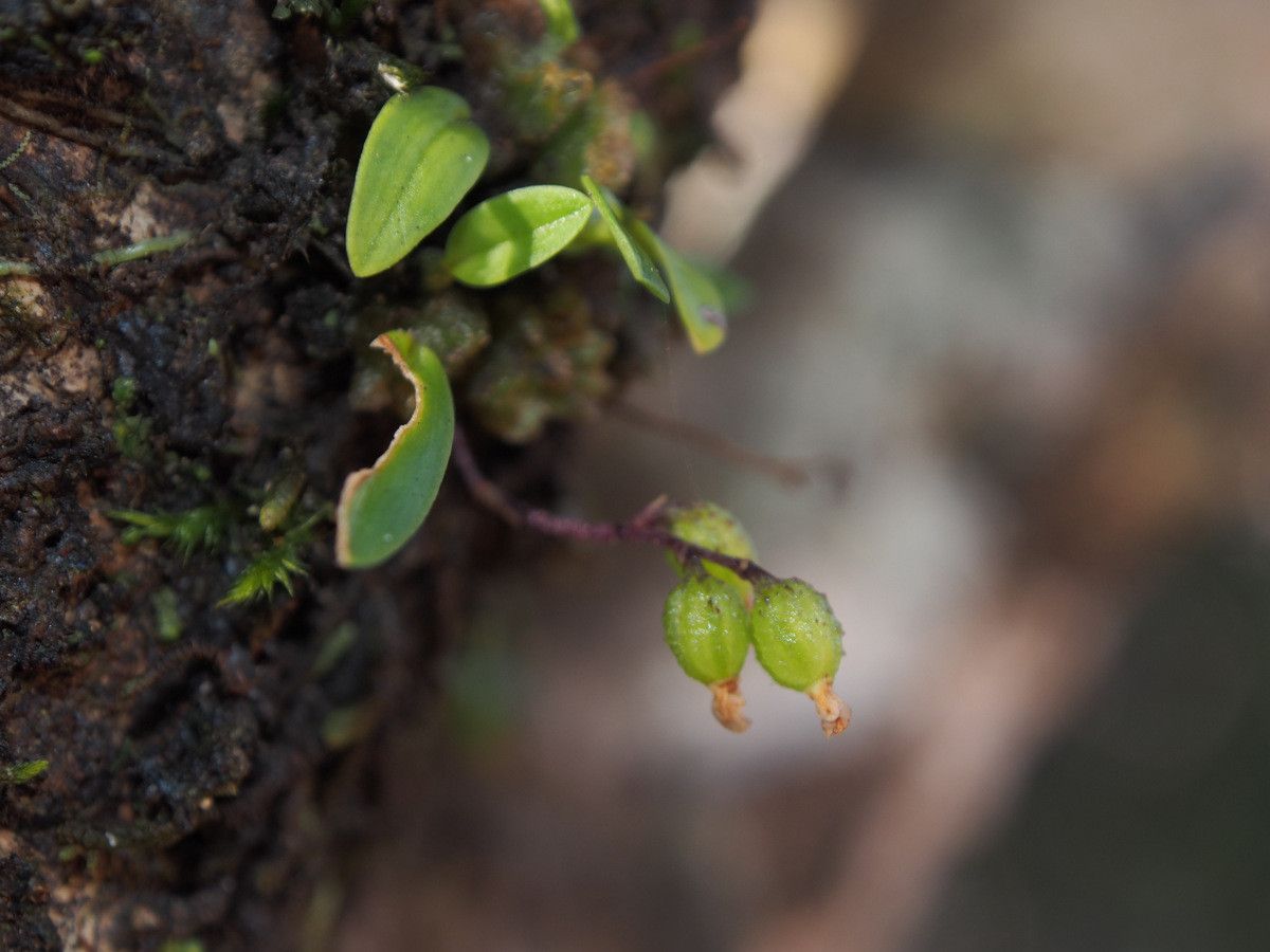 Bulbophyllum argyropus fruit
