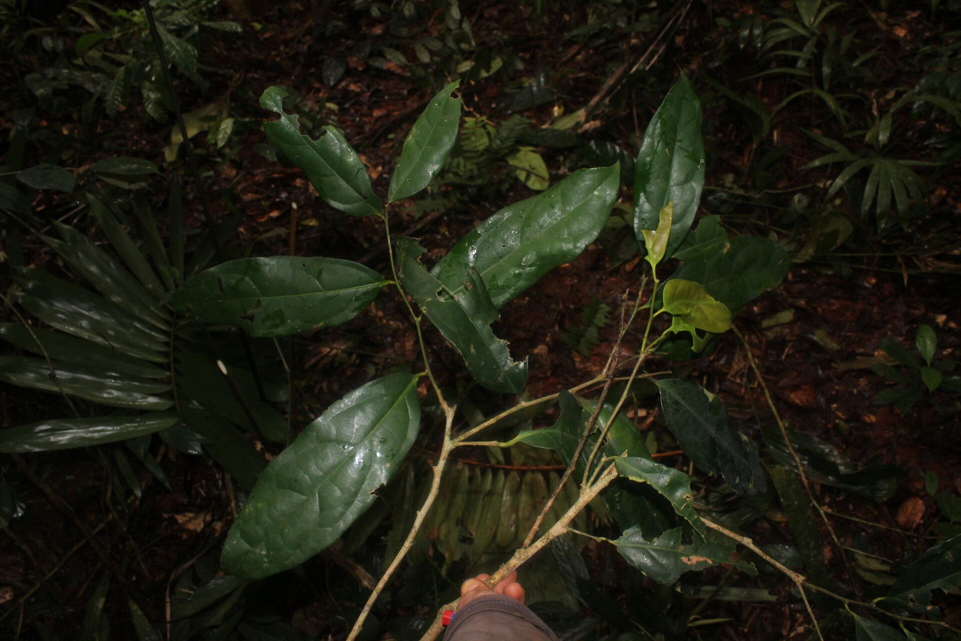 Drypetes moliwensis leaf