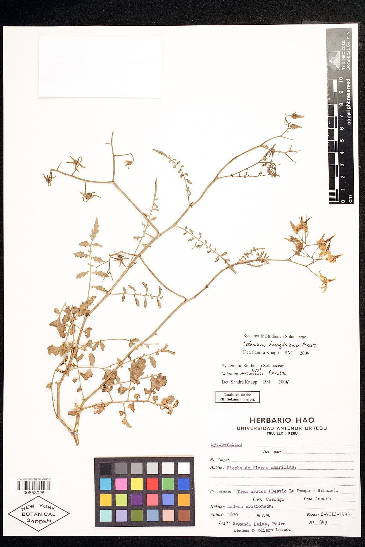 Solanum huaylasense — houseplant care guide