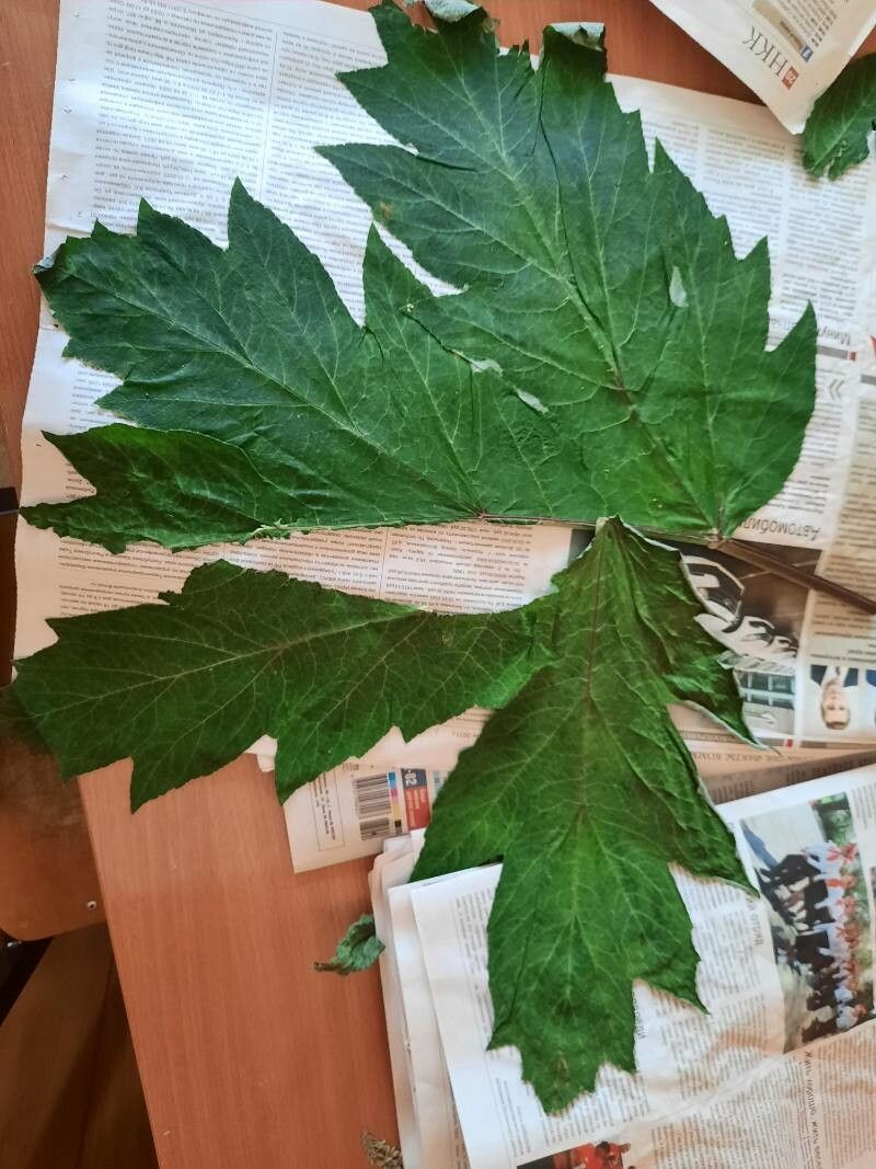 Heracleum dissectum leaf