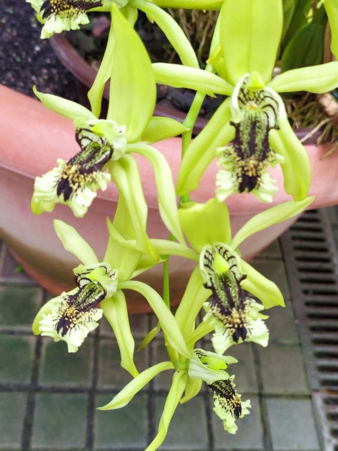 Coelogyne pandurata flower