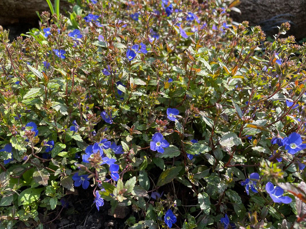 Veronica peduncularis — search result for 'Georgia'