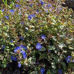 Veronica peduncularis