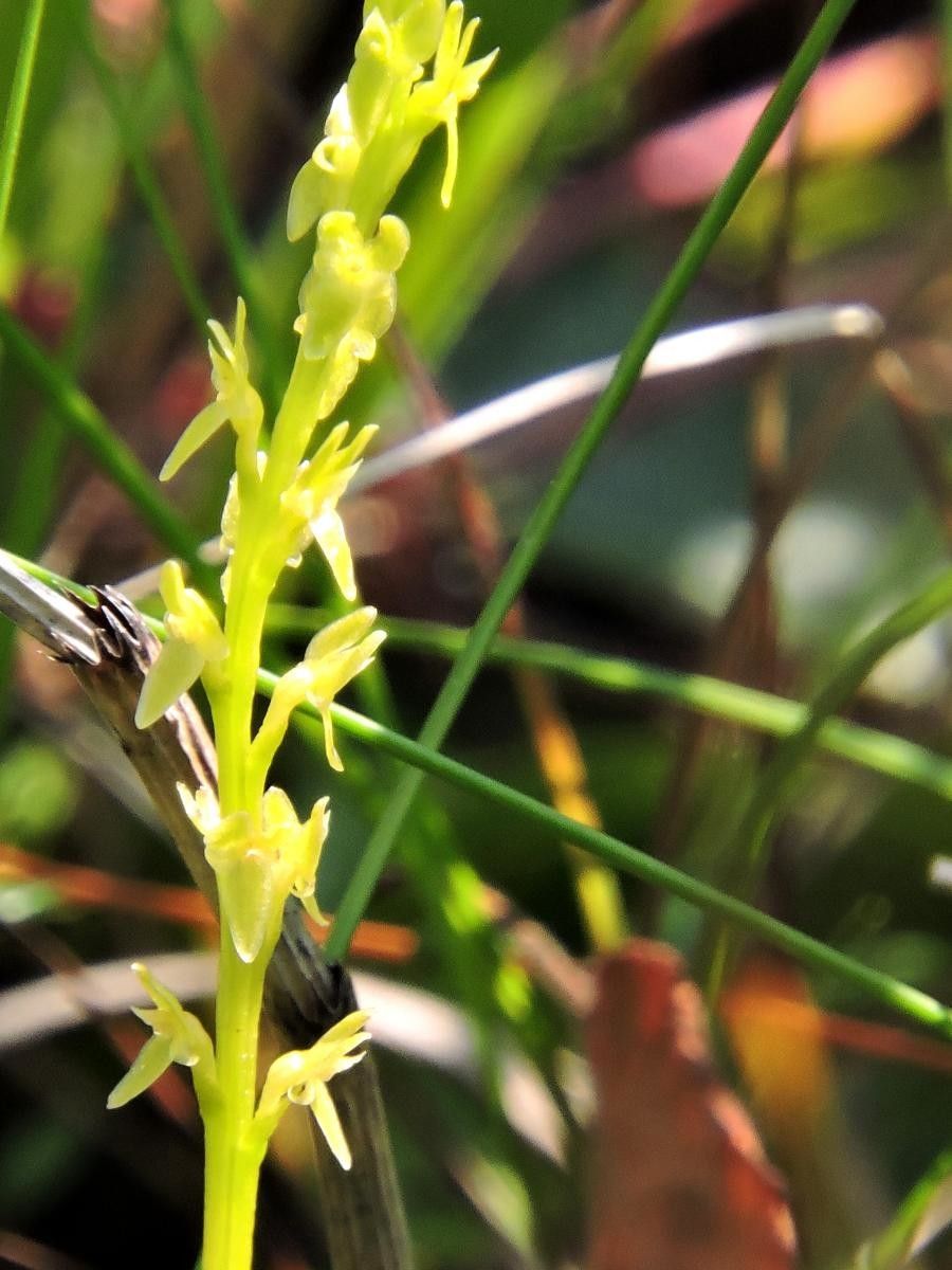 Hammarbya paludosa flower