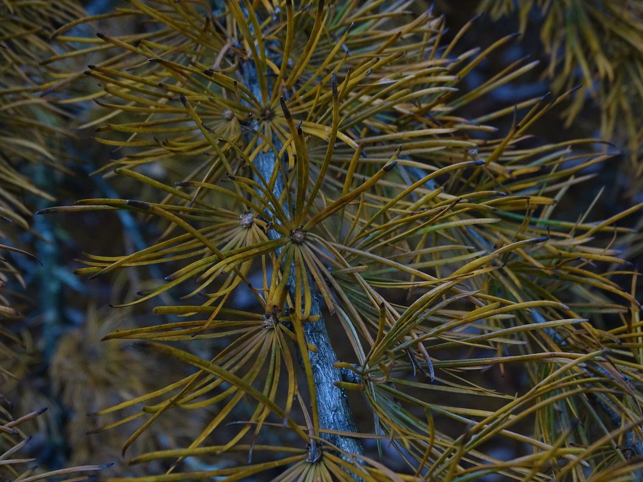 Pseudolarix amabilis leaf