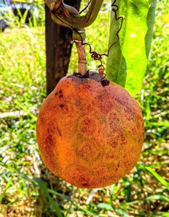 Passiflora alata fruit