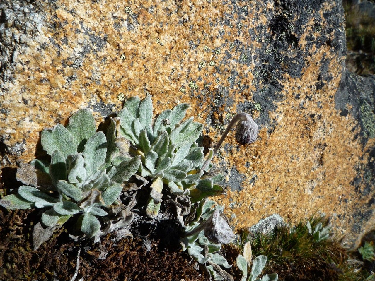 Senecio candollei habit