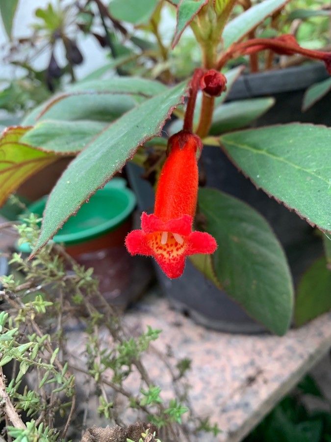 Penstemon utahensis — search result for 'Penstemon'