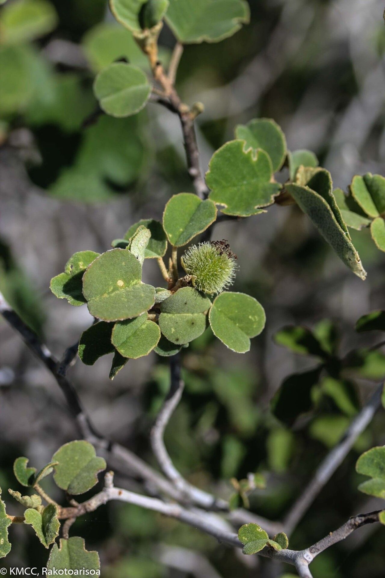 Croton cotoneaster — houseplant care guide