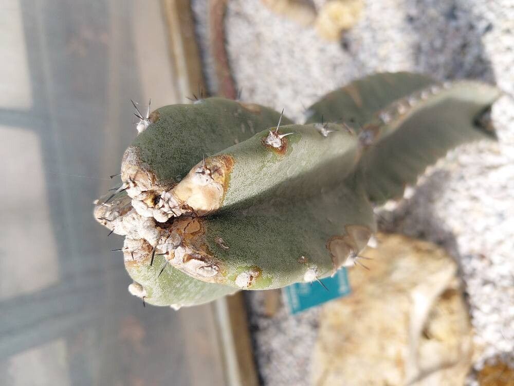 Cereus braunii