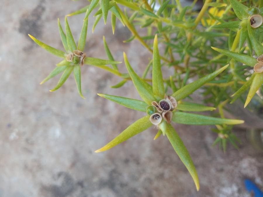 Portulaca rubricaulis — search result for 'Uruguay'