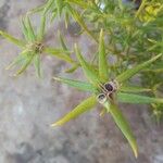 Portulaca rubricaulis