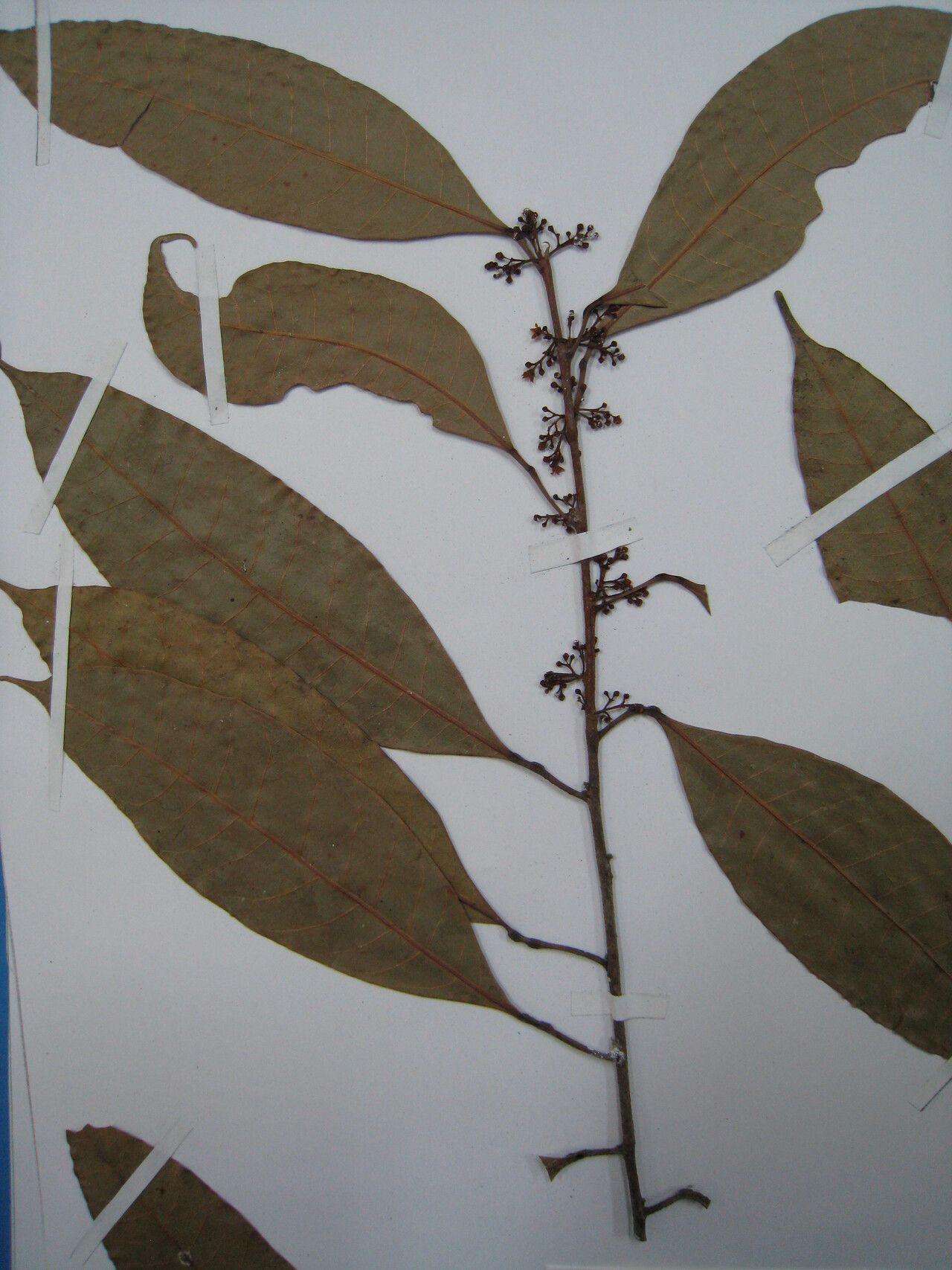 Protium occultum — houseplant care guide