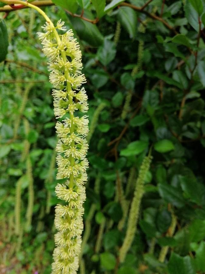 Itea ilicifolia flower