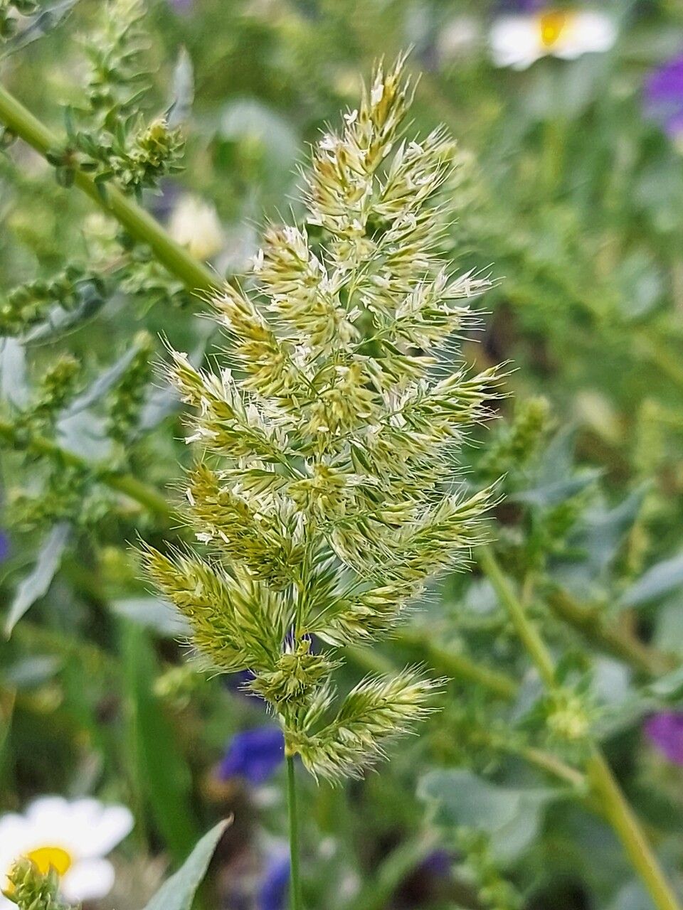 Trisetaria panicea flower