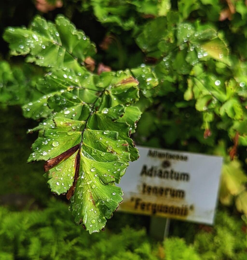 Adiantum tenerum leaf