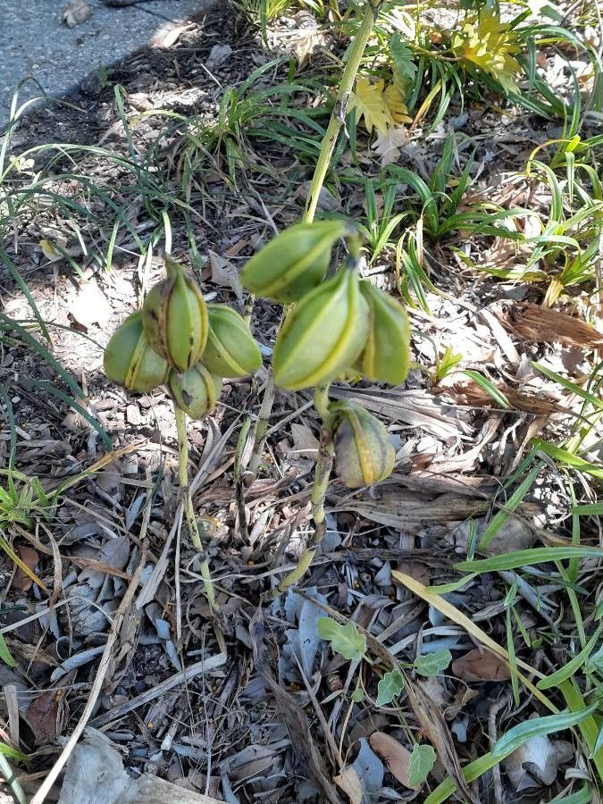 Geodorum densiflorum flower