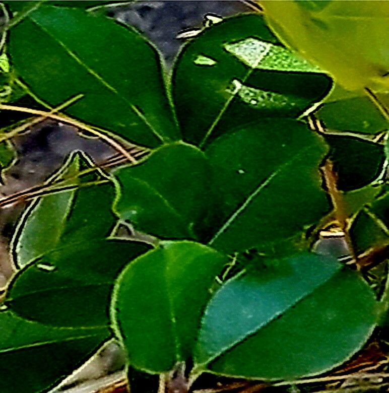 Myrcianthes hallii — related species from the same genus