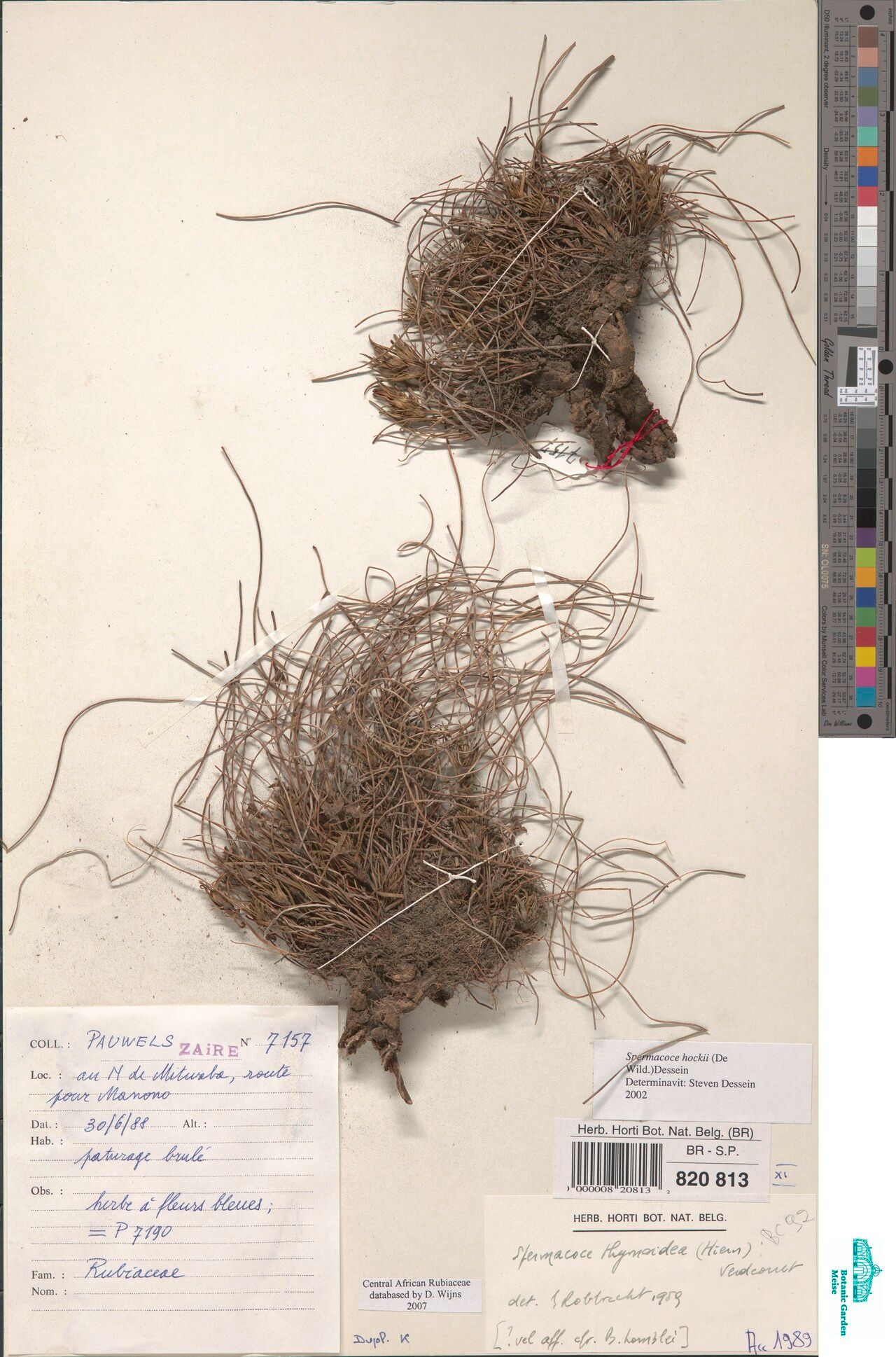 Spermacoce hockii — houseplant care guide