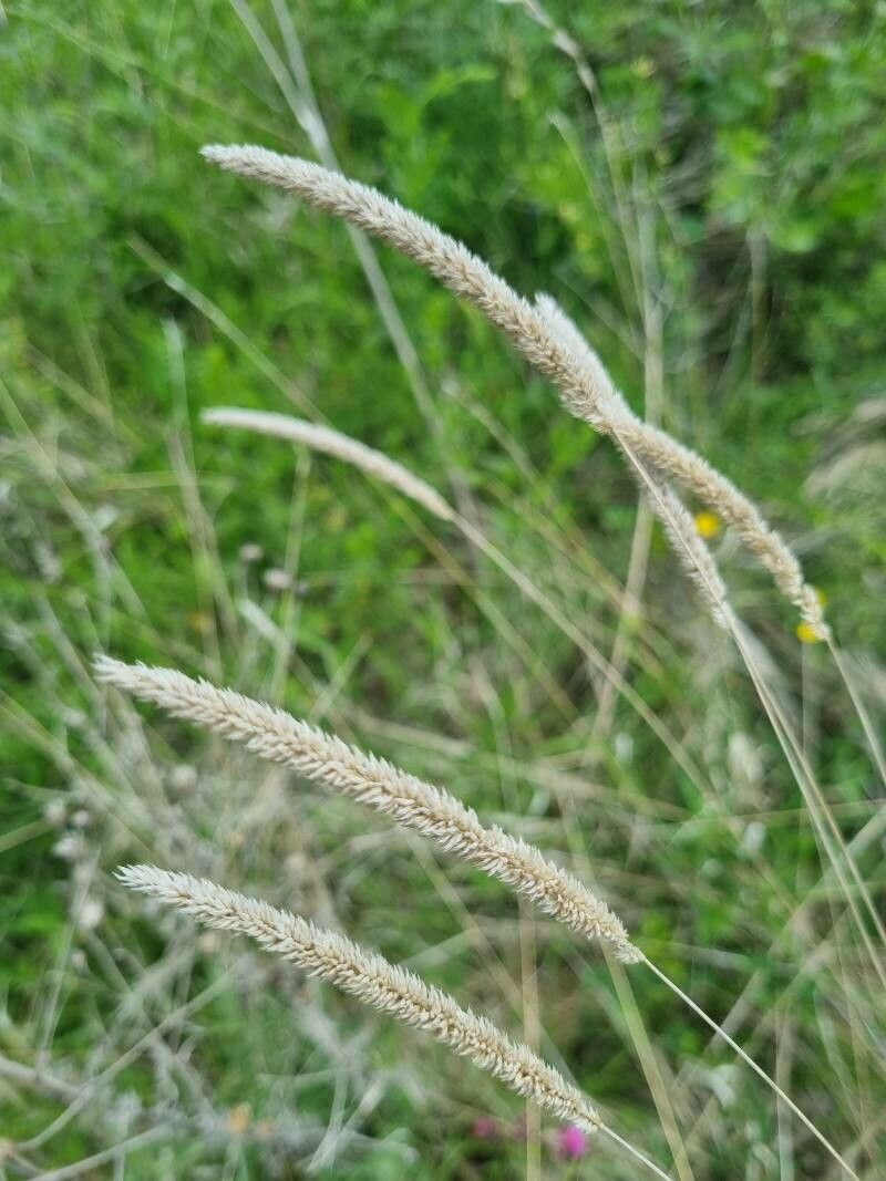 Setaria sphacelata fruit