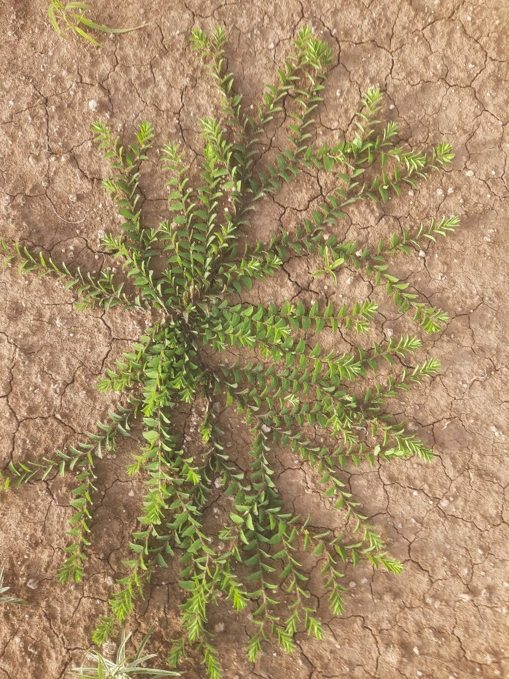 Crotalaria hebecarpa — search result for 'Crotalaria'