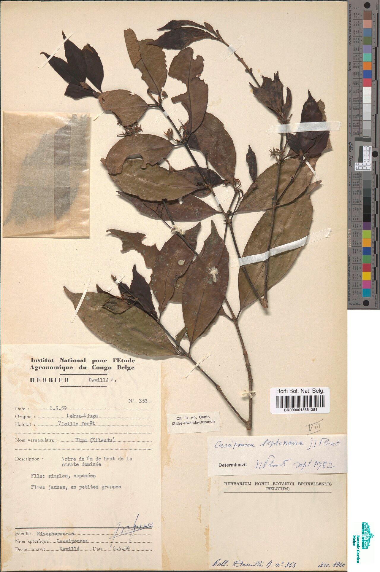 Cassipourea leptoneura — search result for 'Cassipourea'