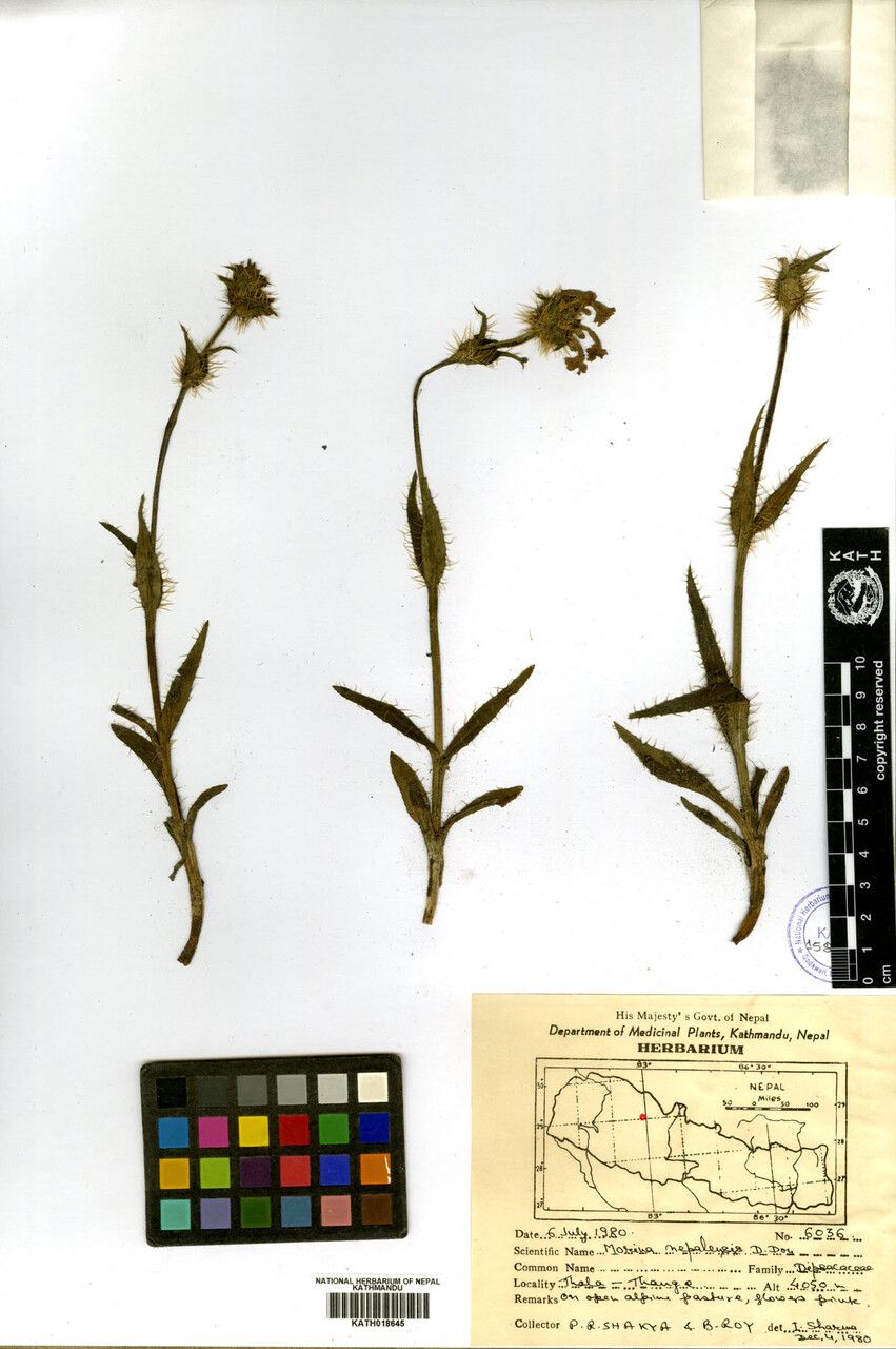 Morina nepalensis other