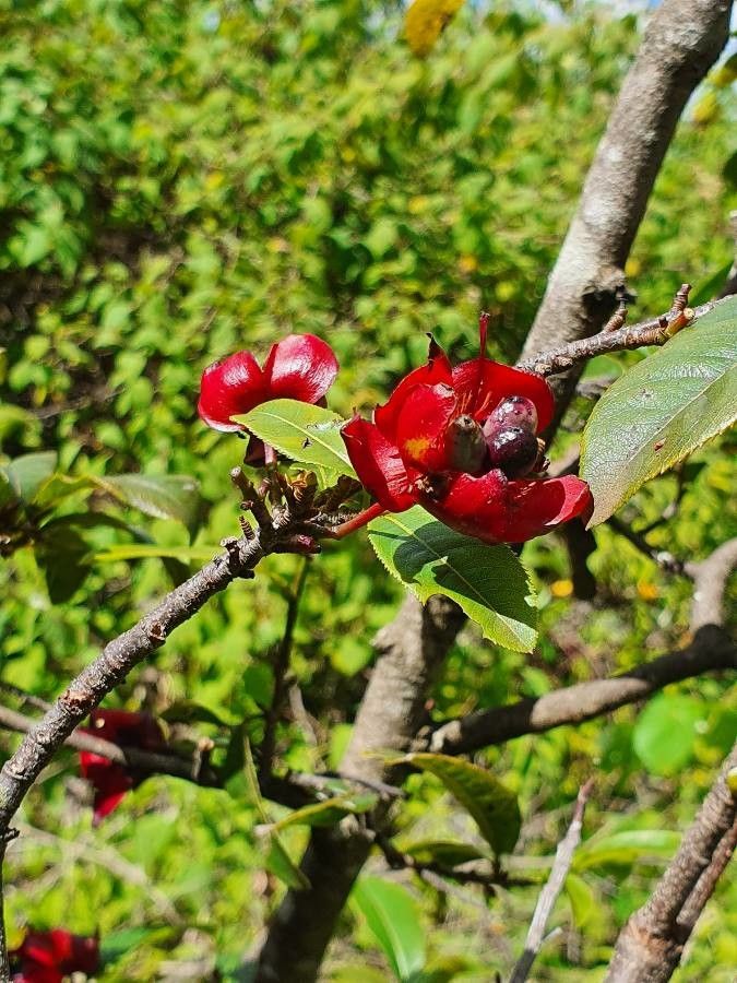 Ochna ovata fruit
