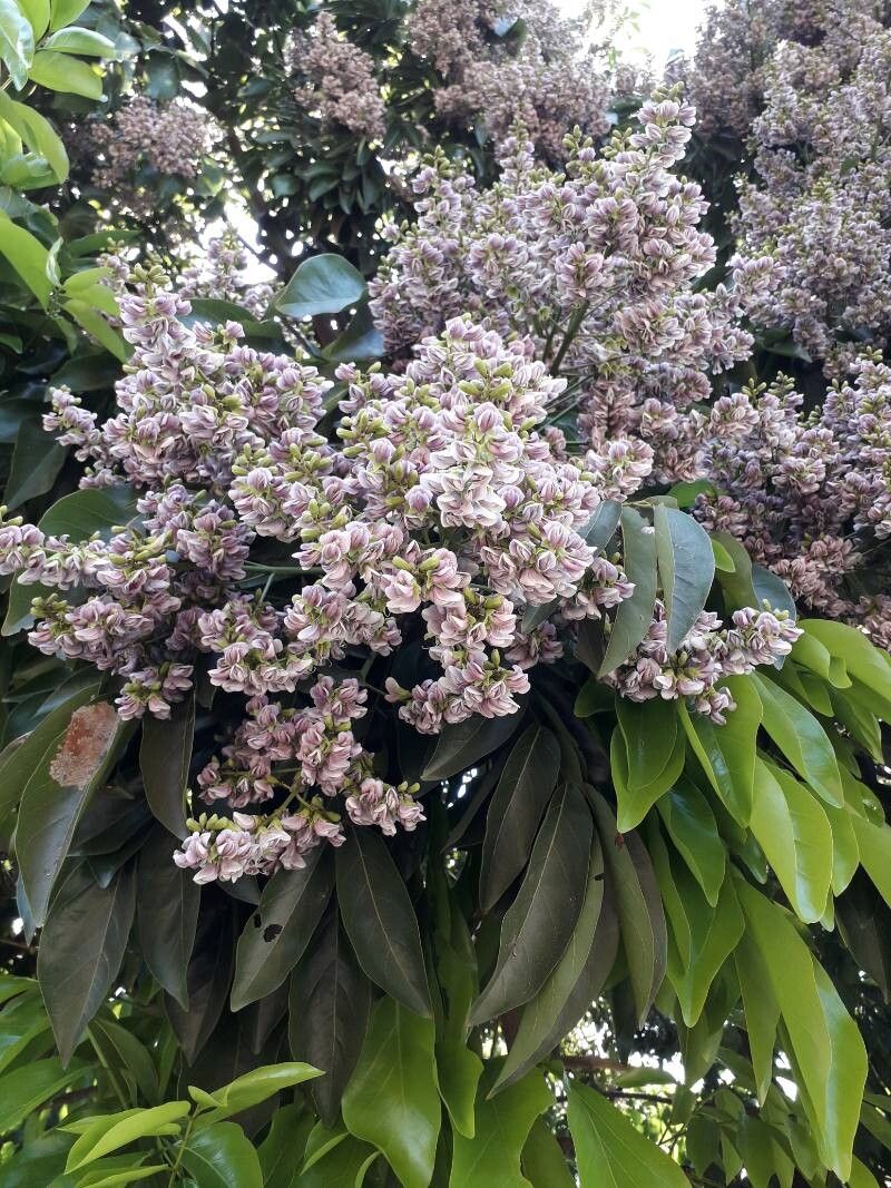 Ormosia macrocalyx leaf