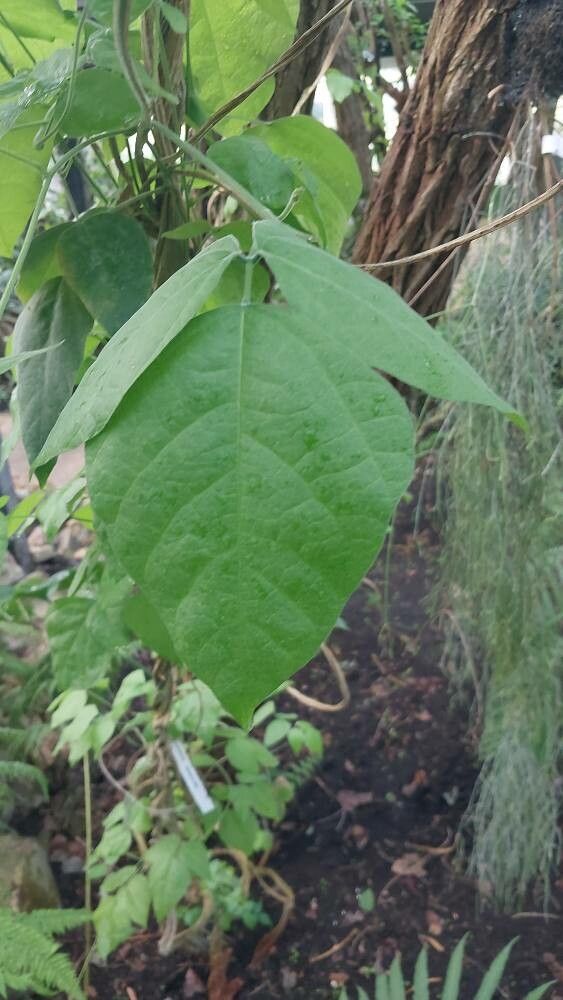 Rhynchosia phaseoloides leaf