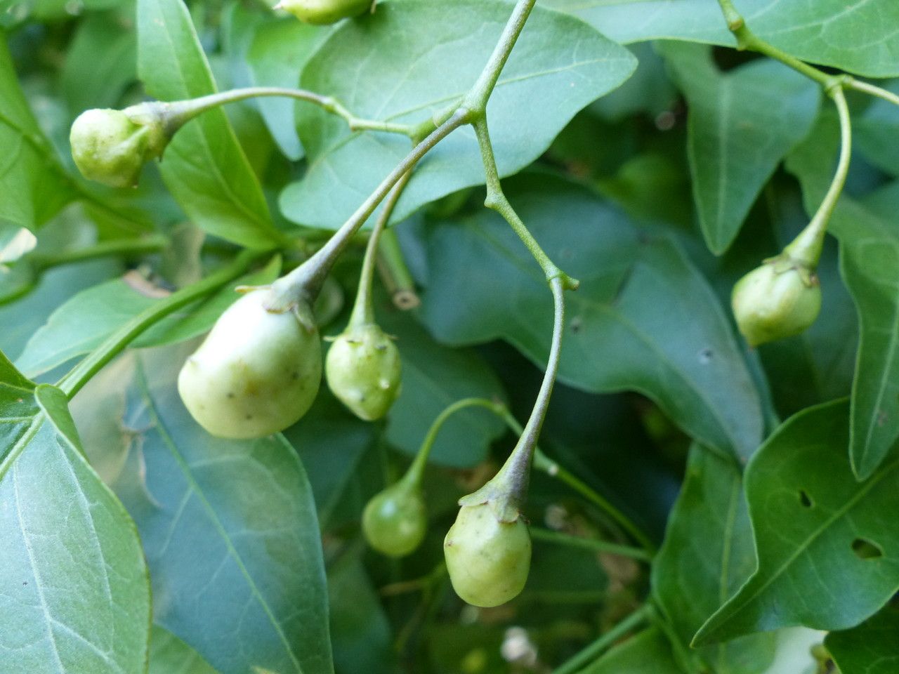 Solanum laxum fruit