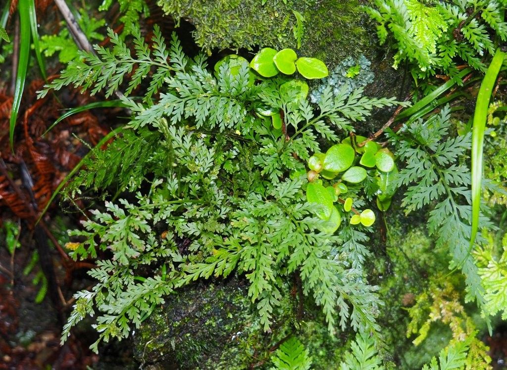 Asplenium polyphyleticum habit