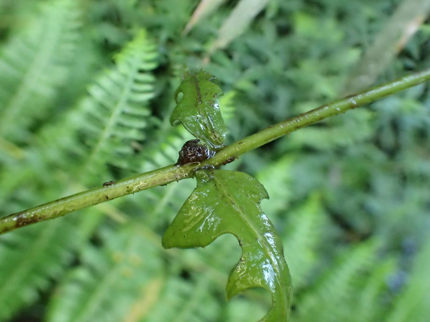 Pteris similis — search result for 'Pteris'