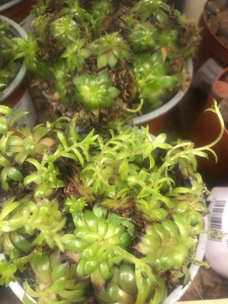 Sedum japonicum — difficulty difficulty houseplant