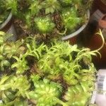 Sedum japonicum