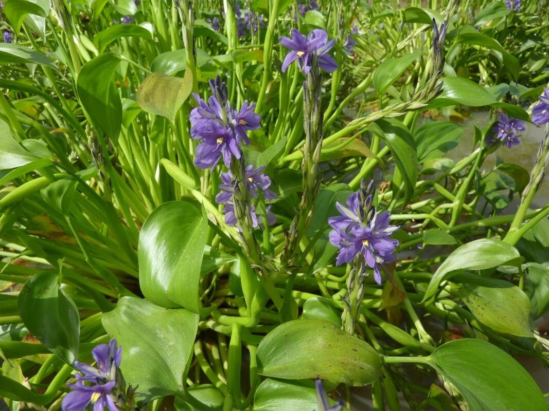 Pontederia brevipetiolata flower