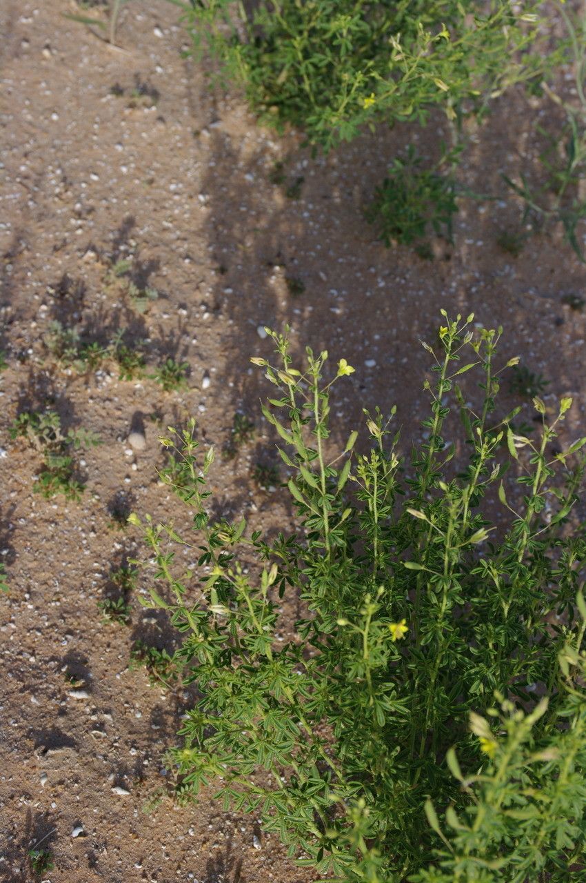 Cleome brachycarpa — search result for 'Cleome'