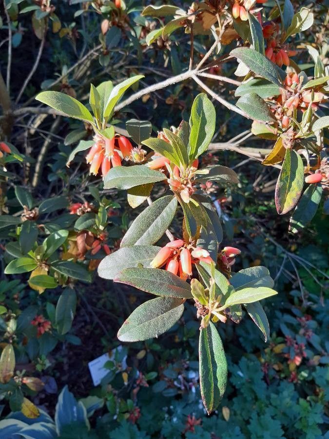 Rhododendron keysii flower