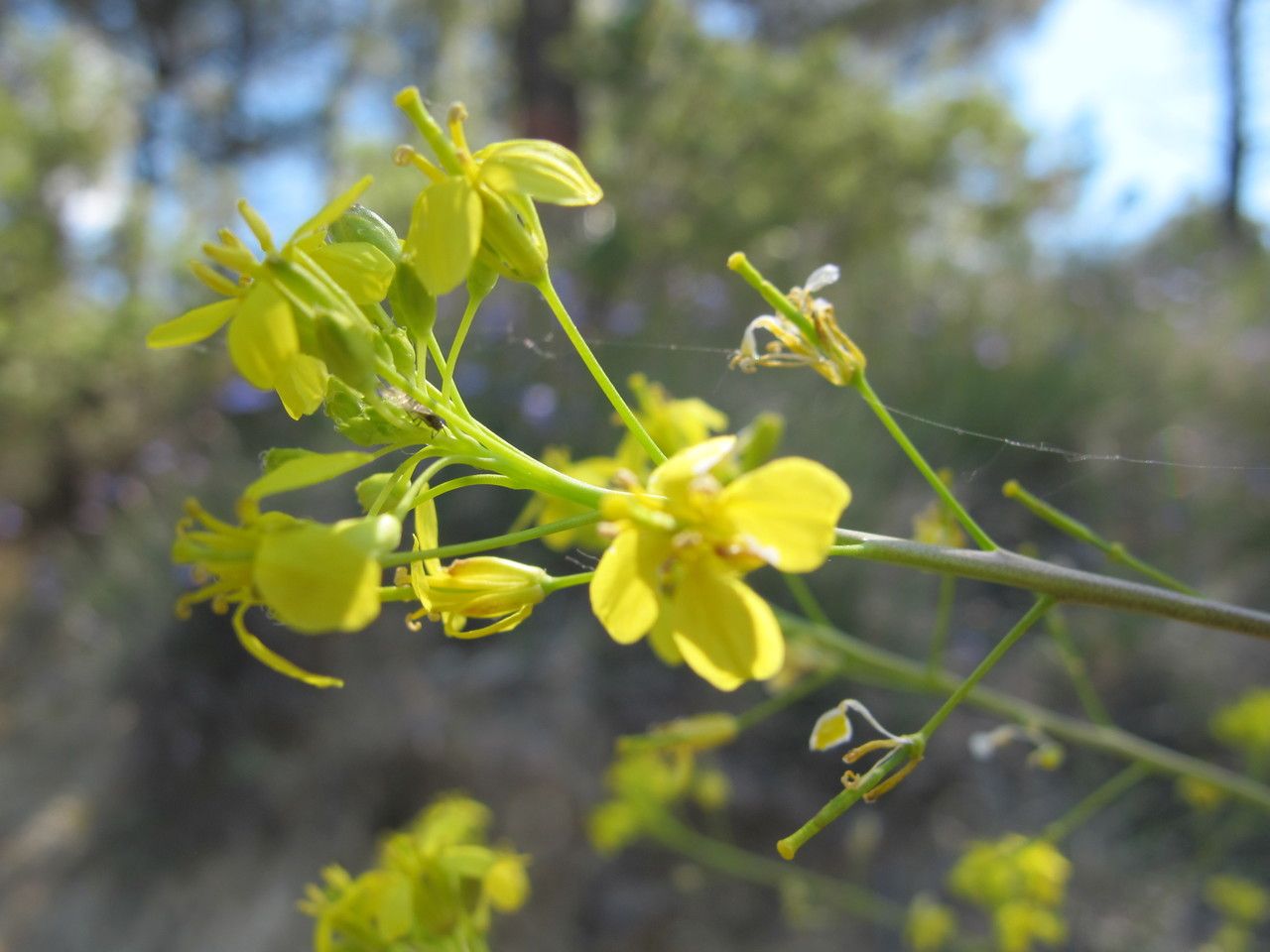 Brassica elongata flower