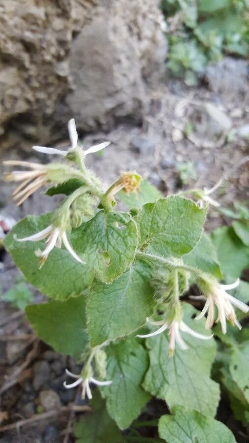 Symphytum creticum flower