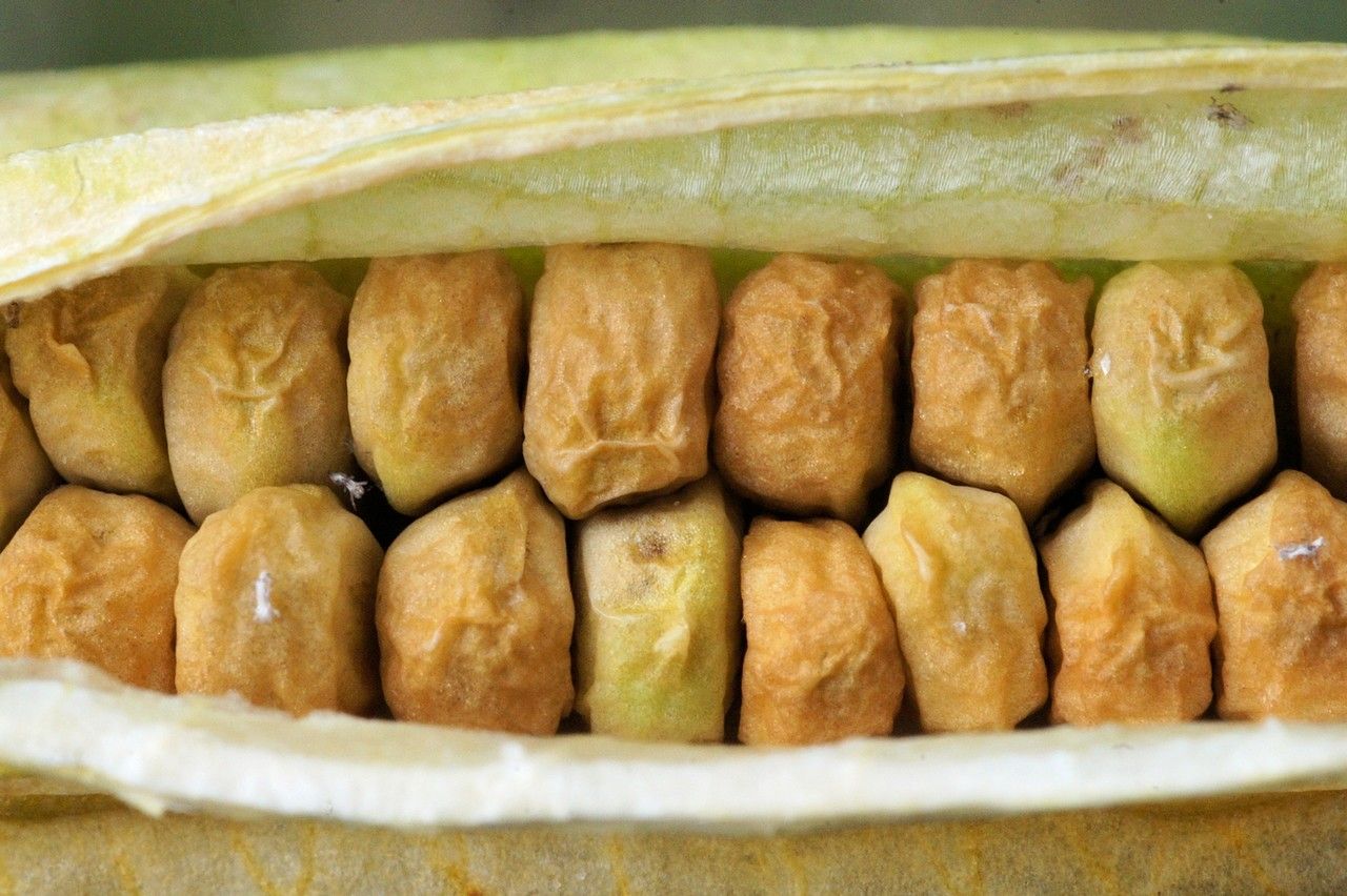 Iris latifolia fruit