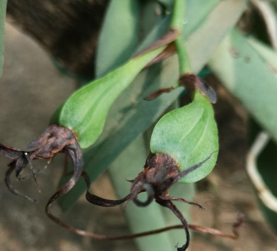 Cyrtorchis letouzeyi fruit