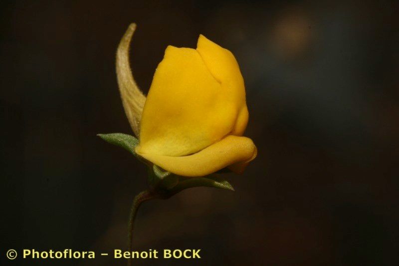 Kickxia urbanii — houseplant care guide