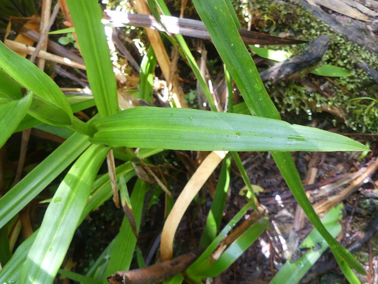 Habenaria praealta — houseplant care guide